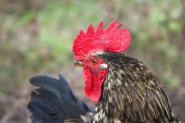 Galo Cauteloso Olha Para Moldura Close Uma Fazenda Aldeia — Fotografia de Stock