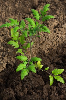 Bahçe yatağında büyüyen genç bir domates bitkisi..