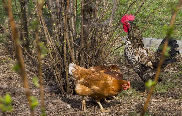 Egy Fontos Gyönyörű Kakas Őrzi Csirkéit Kertben Sétálva — Stock Fotó