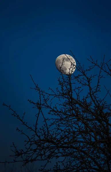 Tree Silhouetted Yellow Moon Night Sky — Stock Photo, Image