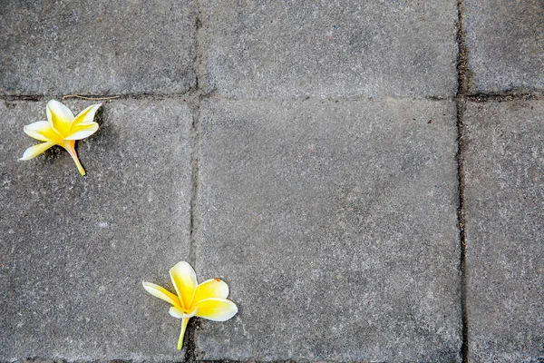 Flowers on stone floor