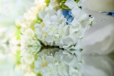 Çiçekler ve onların yansıması. Çiçek arka plan