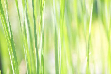 Seçici odak ile doğal yeşil renkli çimen yaprakları