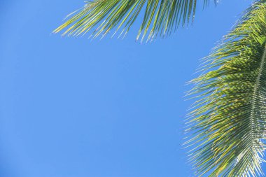 Palmiye ağaçları arka plan kopya alan arka plan ile mavi gökyüzü