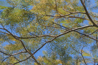 Yeşil ftree dalları ve yaprakları mavi gökyüzü arka plan