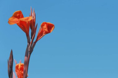 Çiçek closeup mavi gökyüzü arka plan