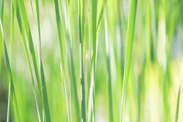 Folhas de grama de fundo verde natural com foco seletivo — Fotografia de Stock