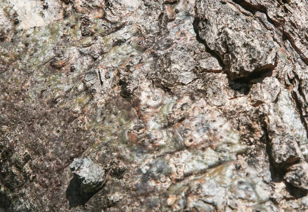 Baum Textur Holz natürlicher Hintergrund — Stockfoto