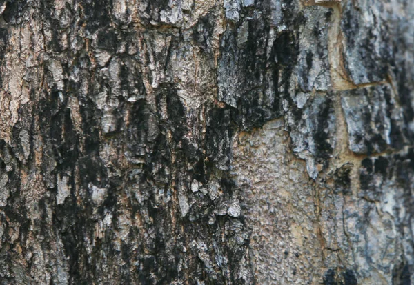 Texture des arbres bois fond naturel — Photo