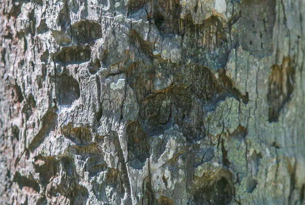 Texture des arbres bois fond naturel — Photo