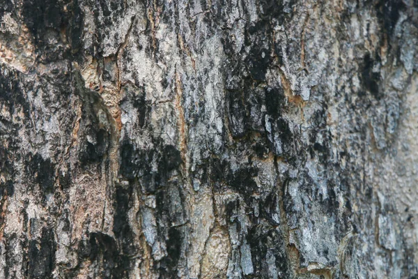Drzewo tekstura drewna naturalnego tła — Zdjęcie stockowe