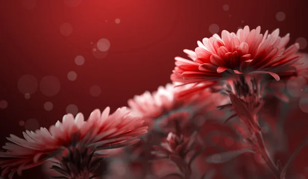 Rote Blume Für Hintergrund — Stockfoto