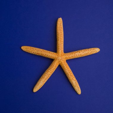 Mavi arka planda denizyıldızı