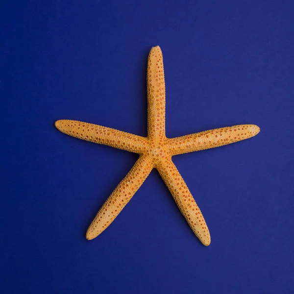 Mavi Arka Planda Denizyıldızı — Stok fotoğraf