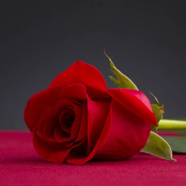 Colpo di una rosa rossa — Foto Stock