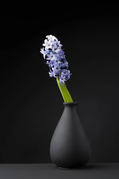 Hyacinth Černém Pozadí — Stock fotografie