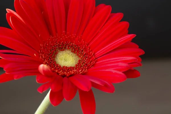 Röd Gerbera Blomma Närbild — Stockfoto