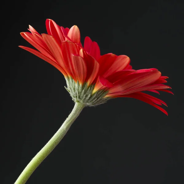Κόκκινο ζέρμπερες λουλούδι — Φωτογραφία Αρχείου