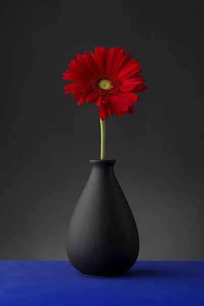 Gerbera em vaso no fundo preto . — Fotografia de Stock