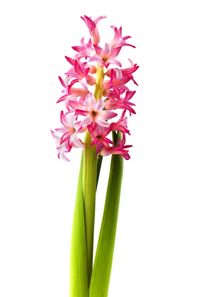 Hyacinth White Background — Stock Photo, Image