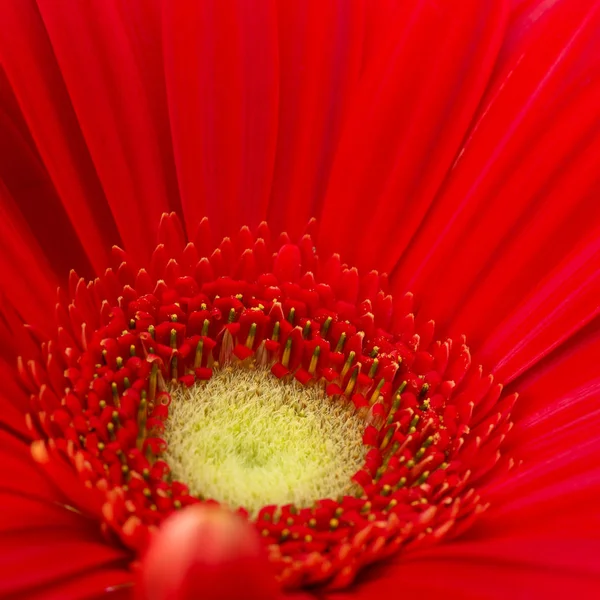Gerbera fond de fleur — Photo