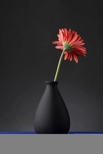 Gerbera v váza — Stock fotografie