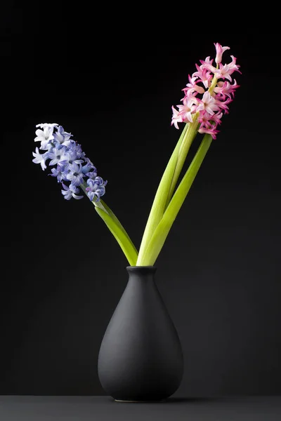 Hyacinth em preto — Fotografia de Stock