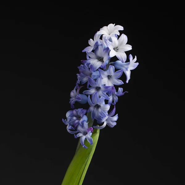 Hyacinth — Stock Photo, Image