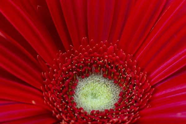 Червона Квітка Крупним Планом Фон — стокове фото