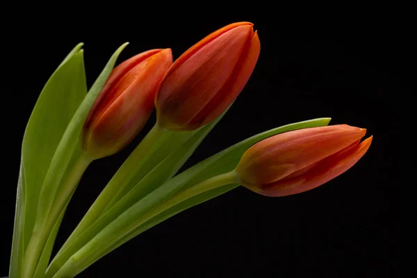 Bunte Tulpen — Stockfoto