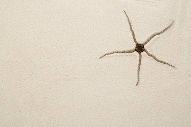 Deniz yıldızı kum üzerinde 