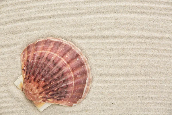 Shell on the sand — Stock Photo, Image