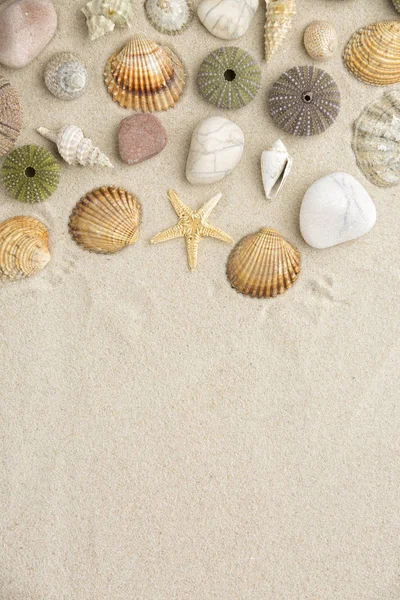 Conchas marinas y estrellas de mar — Foto de Stock