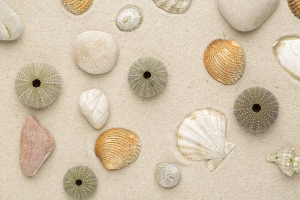Conchas marinhas e peixes-estrela — Fotografia de Stock