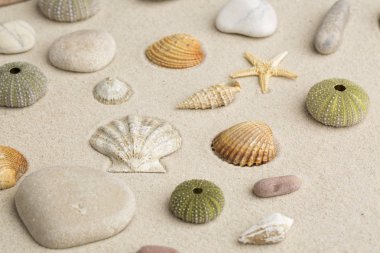 star balık ve deniz kabukları