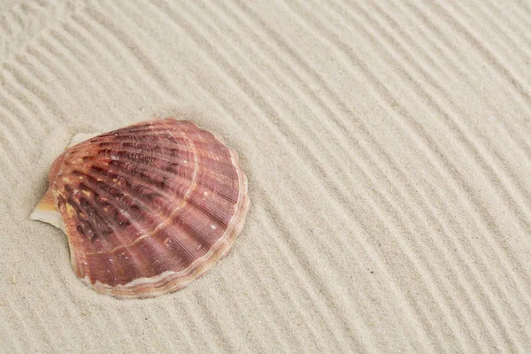 Guscio Sulla Sabbia — Foto Stock