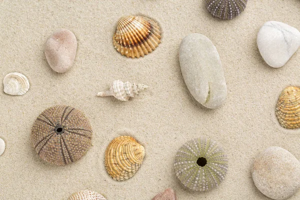 Coquillages et étoiles de mer — Photo