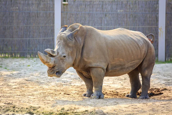 Rhinoceros Walk Scene Rhino Portrait — Stock Photo, Image