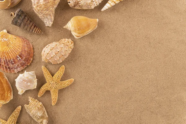 砂の上の貝殻. ストック画像