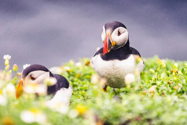 İrlanda'nın Puffins — Stok fotoğraf