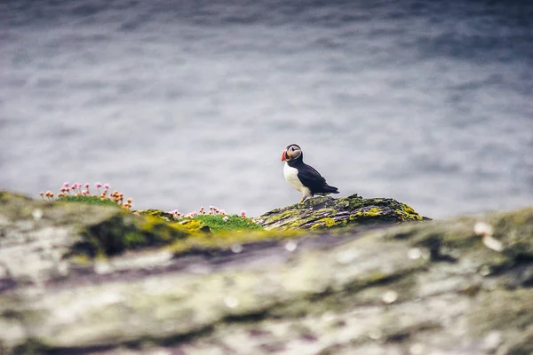 爱尔兰海雀 — 图库照片