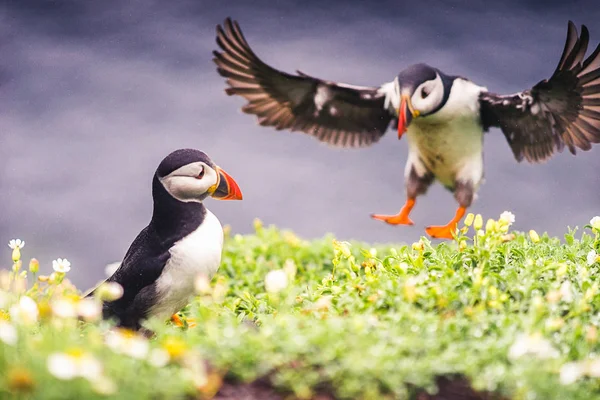 İrlanda'nın Puffins — Stok fotoğraf