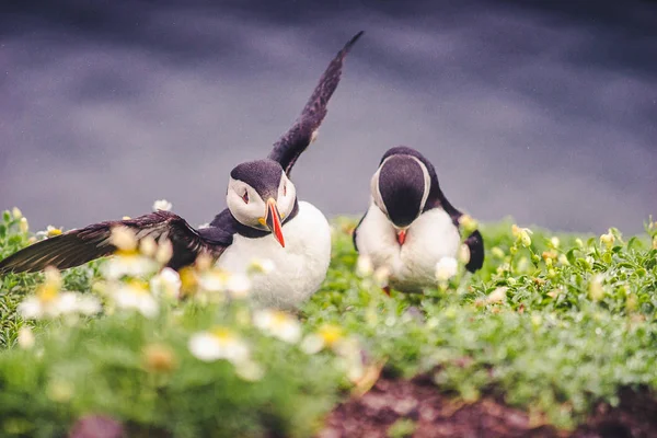 Lunnefåglar Irland — Stockfoto