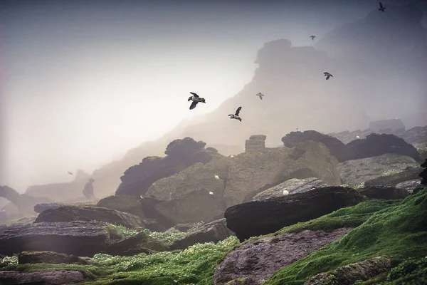 İrlanda'nın Puffins