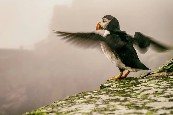 Puffins da Irlanda — Fotografia de Stock