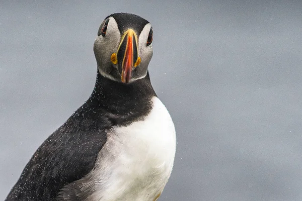 İrlanda'nın Puffins — Stok fotoğraf