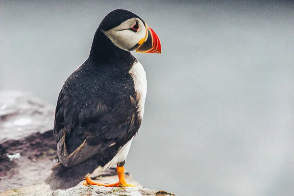 İrlanda'nın Puffins — Stok fotoğraf