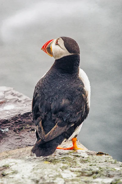 İrlanda'nın Puffins — Stok fotoğraf