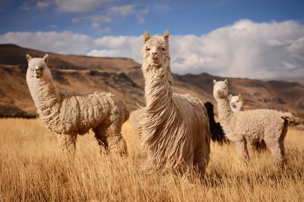 Alpacas in Andes Mountains, Peru Royalty Free Stock Images