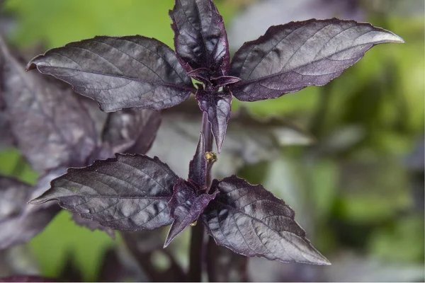 Feuilles de basilic dans le jardin — Photo